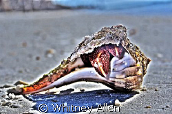 Found this lil guy while snorkeling around some mission r... by Whitney Allen 